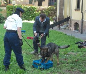 Uno dei due cani antidroga in forza ai Vigili urbani