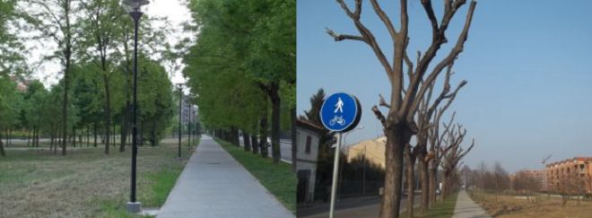 A sinistra gli alberi in via Emilia nord 6 mesi fa, a destra gli stessi alberi oggi