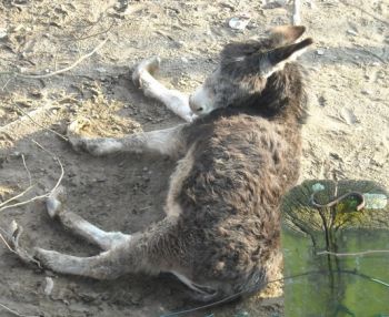 Uno dei due asini sequestrati