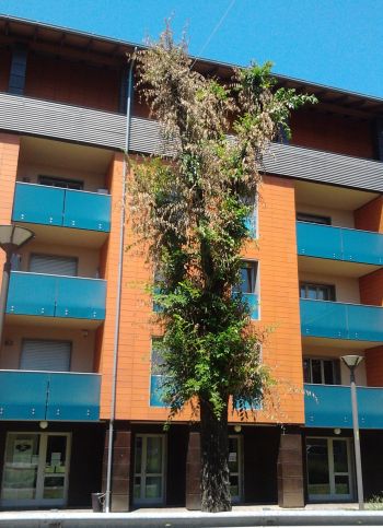 olmo in fase di disseccamento  in corso Cavour