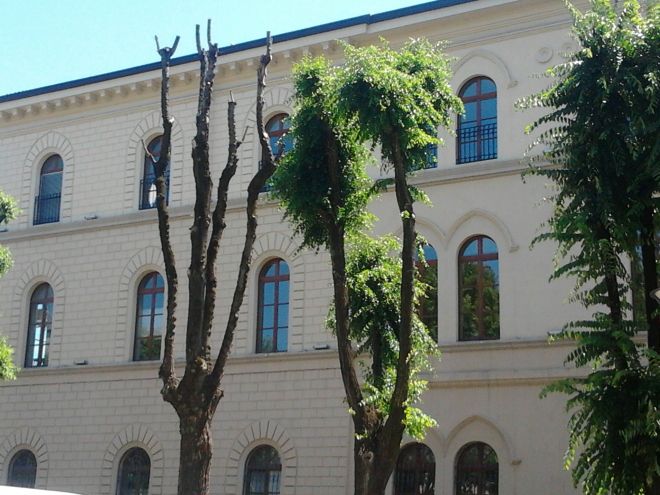Un olmo "morto" fa bella mostra di sé davanti al municipio quasi a simbolo dello scempio perpetrato?