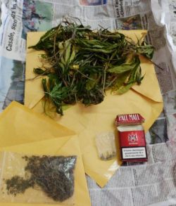 La marijuana sequestrata