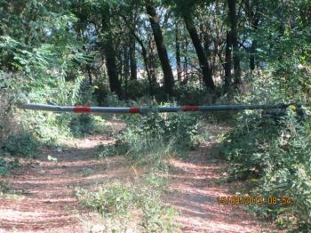 Erbacce sul sentiero