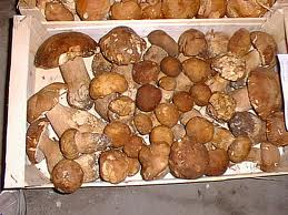 Parte dei funghi sequestrati