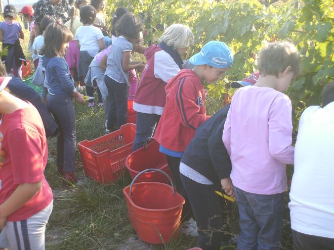 foto vendemmia cl.2 2013 005