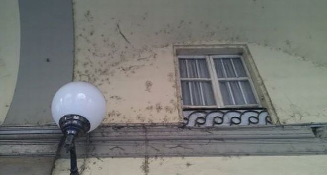 Muffa e sporcizia sotto i potici di via Emilia