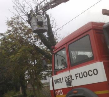 la rimozione della pianta 