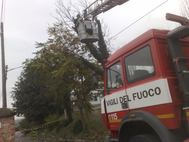 vigili fuoco pianta - L