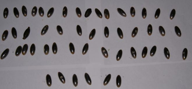 Parte degli ovuli espulsi da Zarillo