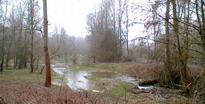Un albero con la corteccia piena di ruggine dentro che non si può togliere, 
