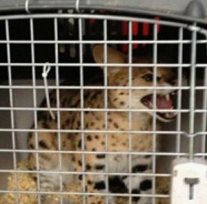 La lince rinchiusa in una piccolissima gabbia