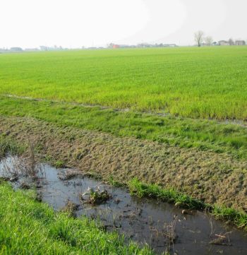 campi in cui è stato sparso il digestato