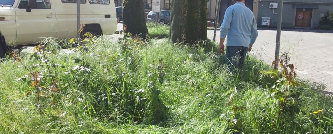 Il roseo che sta morendo al Loreto