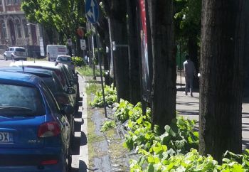 rosetol corso Romita. Q jpg