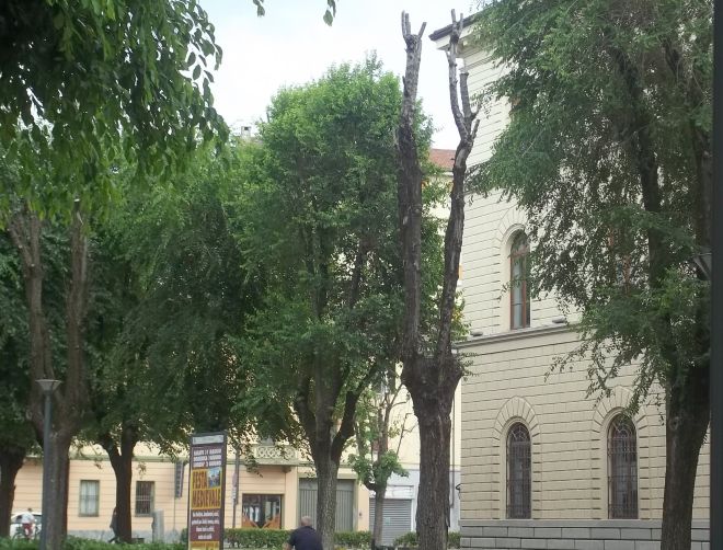 i due alberi morti: il primo sulla destra si confonde un po, mentre il secondo è perfettamente visibile