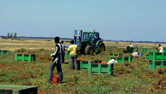 braccianti agricoli - G