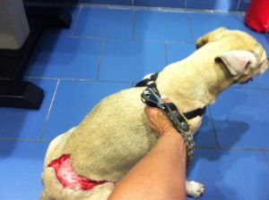 Il cane appena azzannato e squarciato