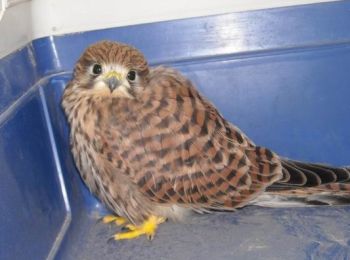 Il gheppio recuperato