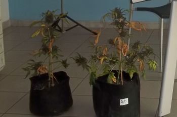 due delle piantine sequestrate