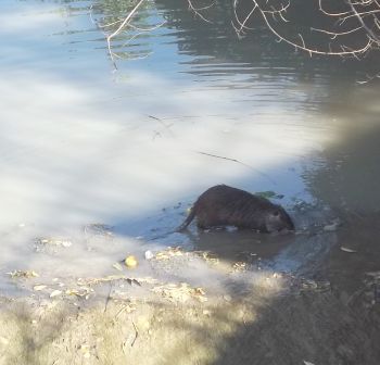 Una nutria nell'ossona