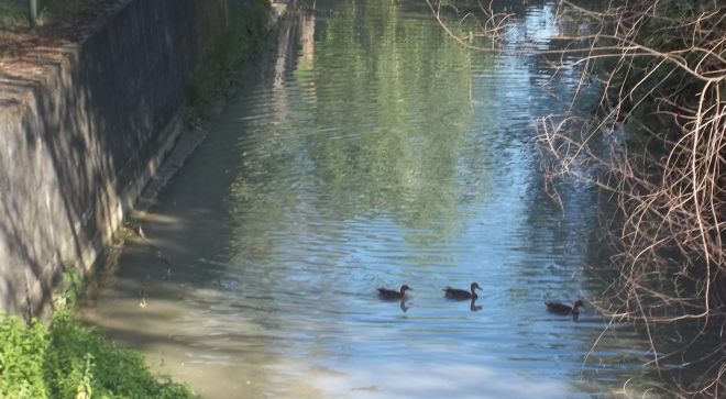 Anatre sull'ossona: sembra idilliaco, ma l'acqua è putrida