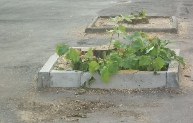 Si nota l'asfalto sollevato dalle radici delle piante