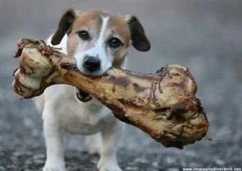cane con osso 2I