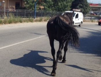 cavallo - Q