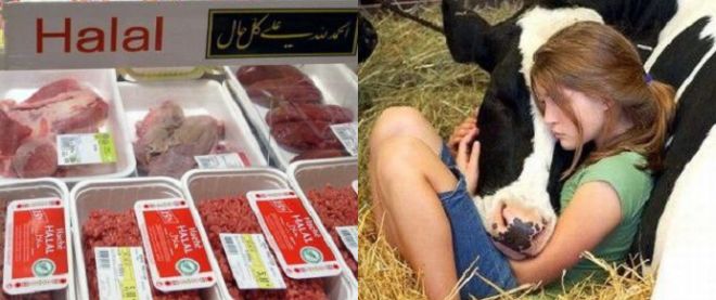 macellazione hala - L