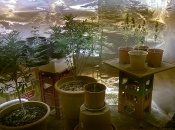 Le piante sequestrate