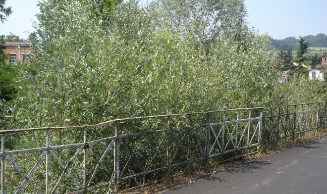 Gli alberi nel Grue oggetto della segnalazione