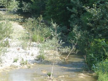 Alberi nel Grue a sSarezzano 