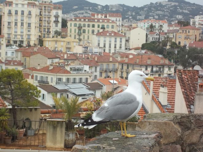 Un gabbiano davanti alla chiesa che fa la guardia al panorama urbano
