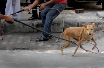 accalappiacani cane - Q