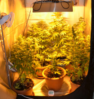 Le piante sequestrate