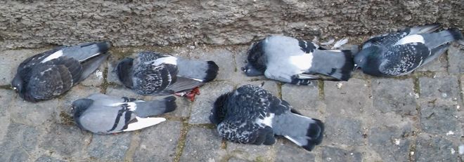 Piccioni agonizzanti in via Padre Michele