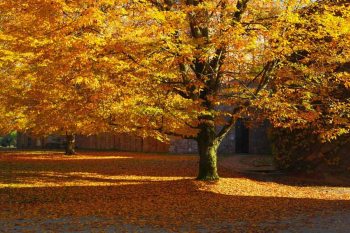 sezzadio villa badia - Q