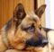 cane pastore - p
