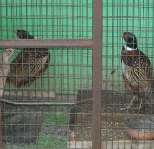 fagiani in gabbia - i