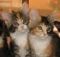 gatti - p