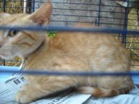 gatto