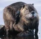 nutria - M