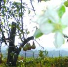 pere e meli in fiore -M