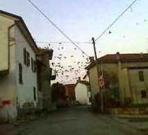 piccioni castellar guidobono