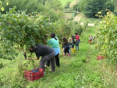 vendemmia-I
