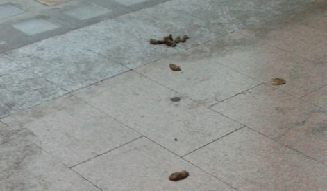 Escrementi di cane sotto i portici a Tortona e un lettore si lamenta