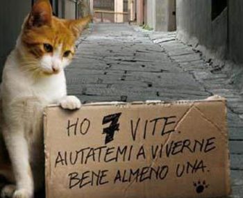 Diversi animali avvelenati a Pareto e Spigno Monferrato