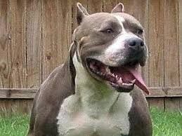 Un pitbull aggredisce il cane di una donna riducendolo in fin di vita, denunciato il proprietario