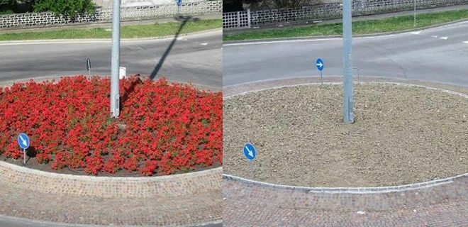 Proteste per un roseto estirpato a Tortona. Il Comune: “I fiori erano malati”