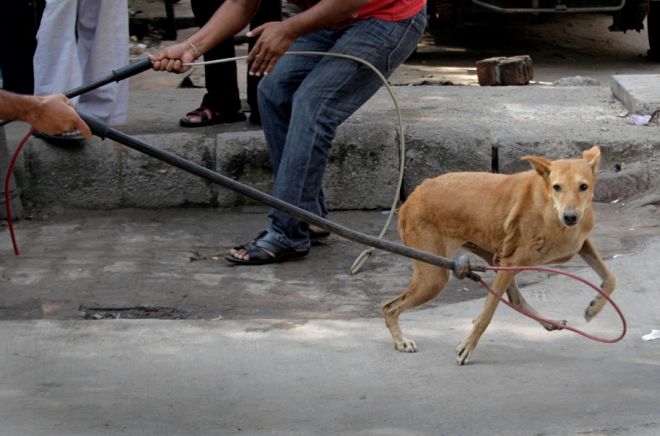 A Tortona ogni due giorni viene accalappiato un cane. Uno su 3 però non è randagio
